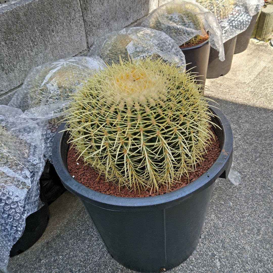 耐寒性アガベ オバティフォリア丸葉ドワーフの大株◇南国ドライ